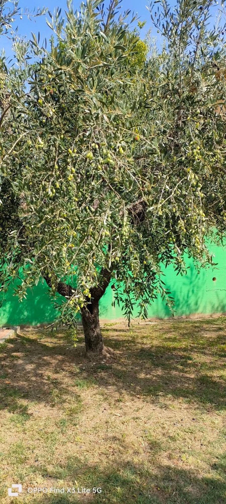 La Tenuta Di Eva Pisa Dış mekan fotoğraf