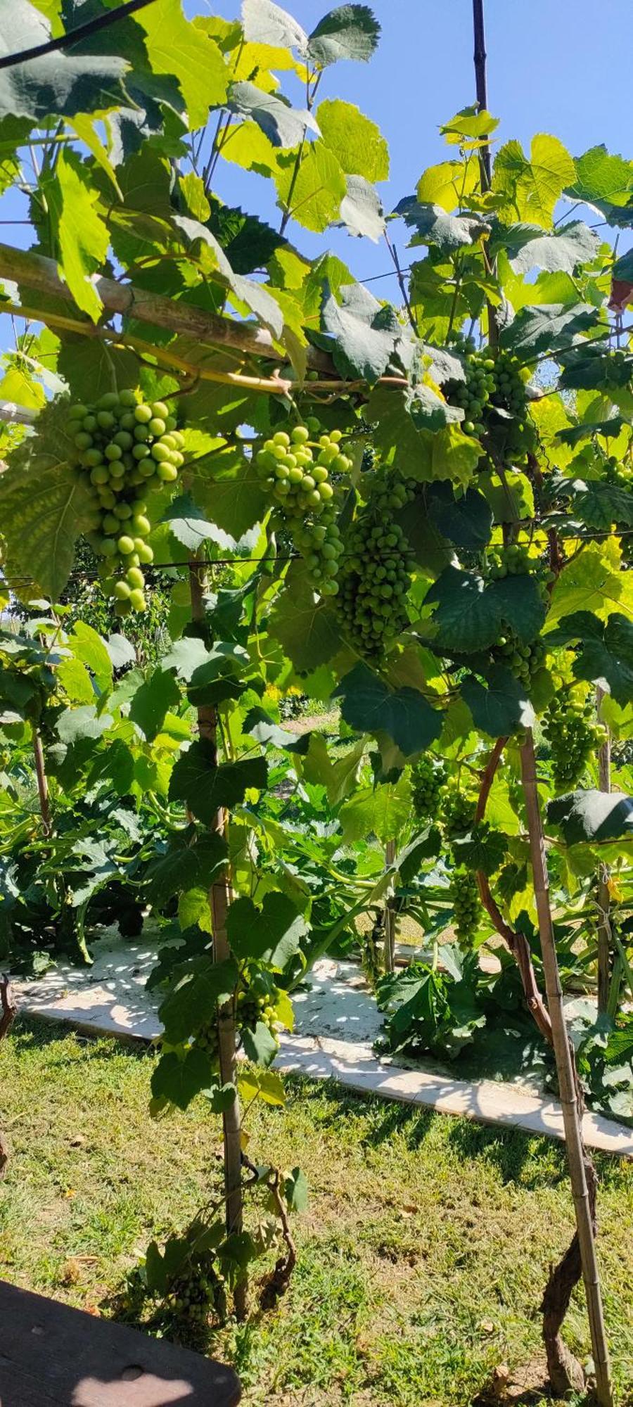 La Tenuta Di Eva Pisa Dış mekan fotoğraf